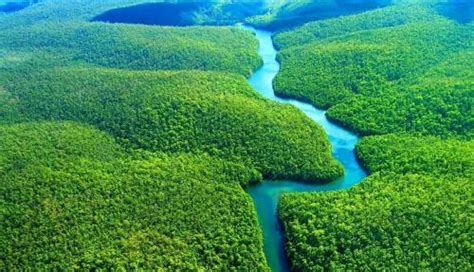 亚马逊河为什么是地球之肺