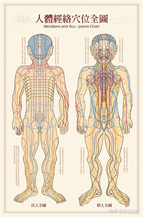 人体十二条经络分布图