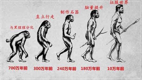 人的进化史全过程