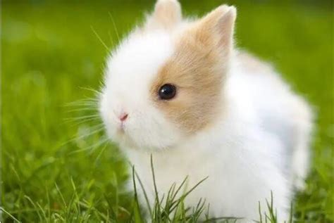 什么品种的宠物兔最好看