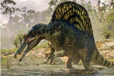 什么恐龙能打过棘龙