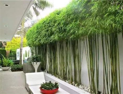 什么竹子种内庭院最合适