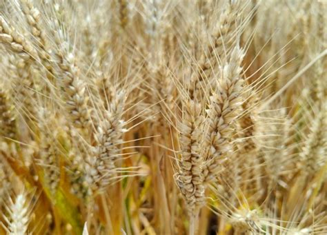 今年关中地区种什么小麦品种好