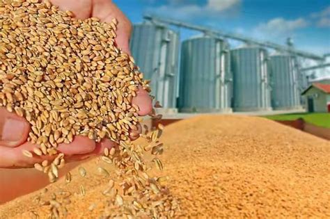 今年夏粮最低收购价全面提高,小麦每50公斤涨2元