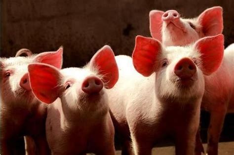 今年年底猪价预计多少