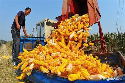 今年玉米价格是多少钱一斤