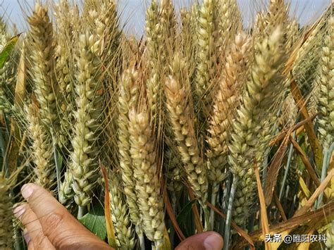 今年种小麦啥品种高产