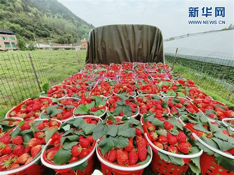 今年草莓种植前景如何