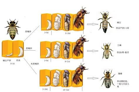 介绍蜜蜂的知识