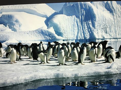企鹅住在南极还是北极