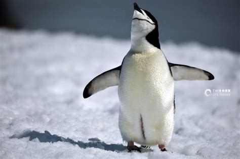 企鹅有羽毛吗