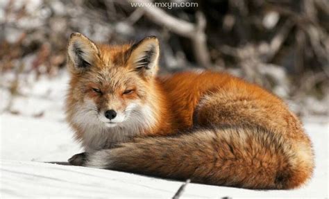 做梦梦到搂着狐狸什么意思
