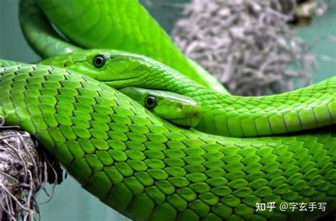 做梦梦到绿蛇意味着什么征兆
