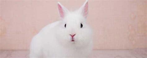 做梦梦见很多白色兔子