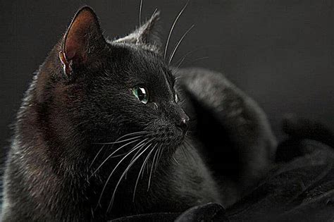 做梦梦见很多黑猫