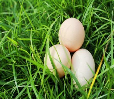 做梦梦见捡一堆鹅蛋