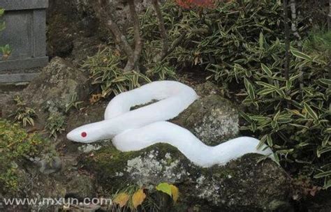 做梦梦见白蛇是什么征兆