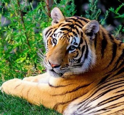 做梦梦见老虎很友好是什么意思