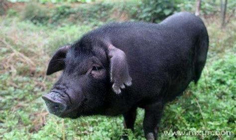 做梦梦见黑猪是什么预兆
