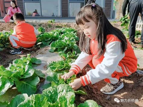 儿童种植蔬菜步骤