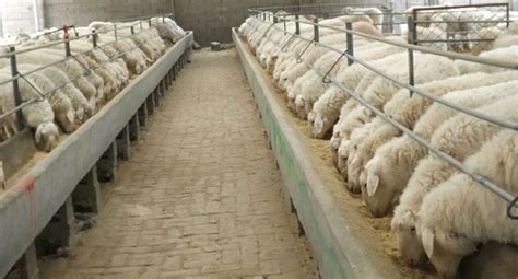 先办养殖场养羊怎么办手续