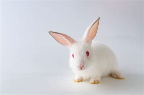 兔子名字英文特殊可爱