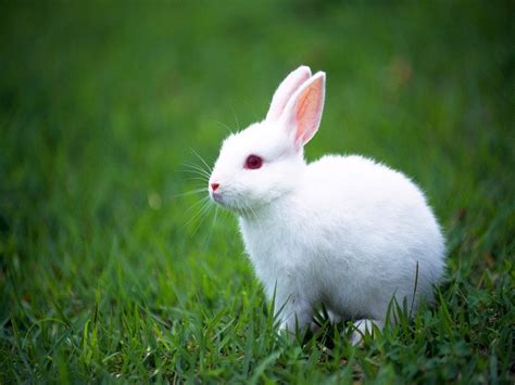 兔子品种大全