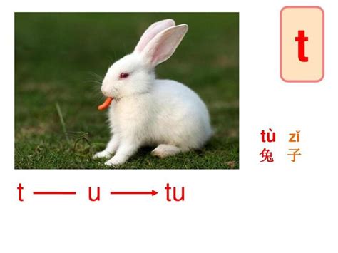 兔子的拼音怎么读
