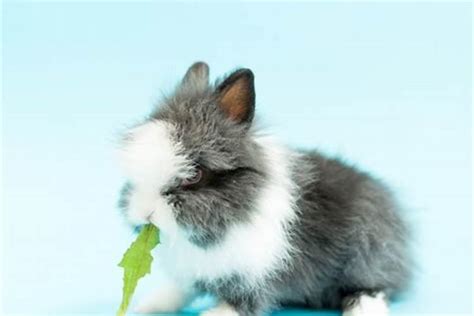 兔用什么字取名