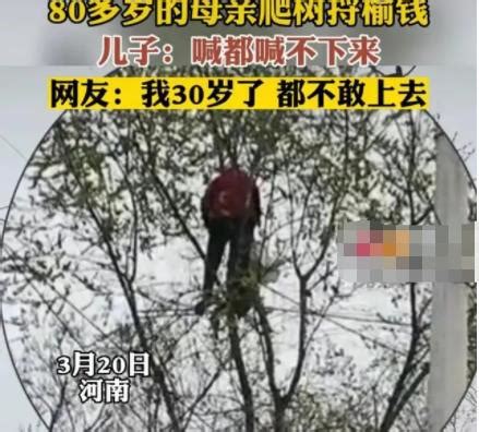 八十岁老人爬树上摘榆钱