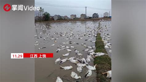 六旬老人养的四千只鸭子被投毒