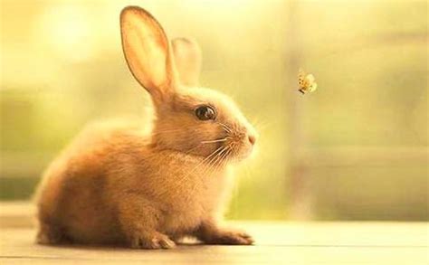 关于兔子的唯美简短句子