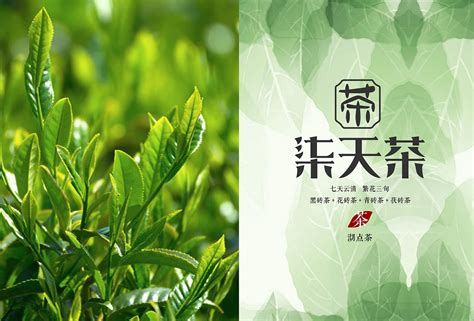 关于茶叶品牌的起名