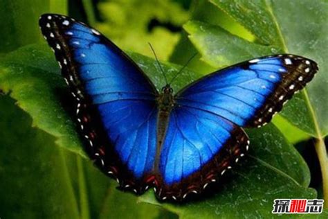 关于蓝蝶的资料