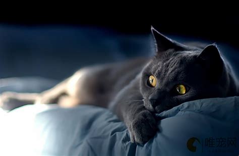关于黑猫的恐怖传说