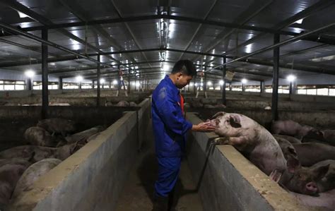 兴国县猪价涨幅
