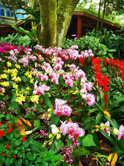 兴隆热带花卉园