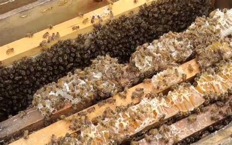 养蜂要什么材料好用呢
