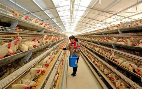 养鸡场的生产资产怎么界定