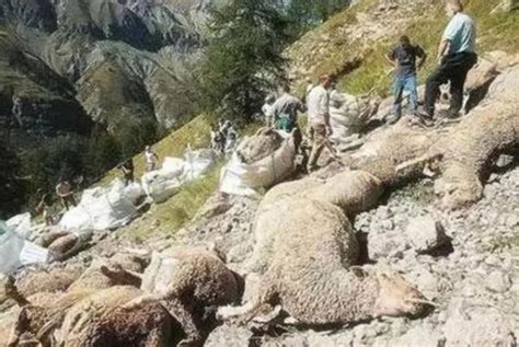 农户200只羊坠崖而死