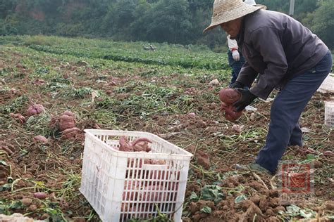 农民种一亩地红薯年收入12万