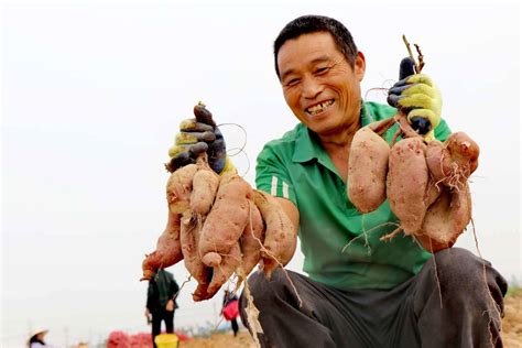 农民种红薯年入百万