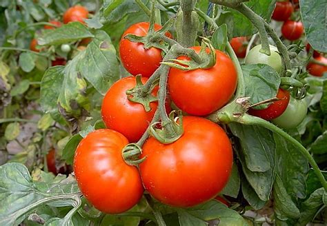 冬天番茄怎么种植