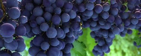 冬季可以栽种葡萄吗