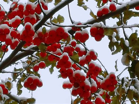 冬红果海棠能吃吗