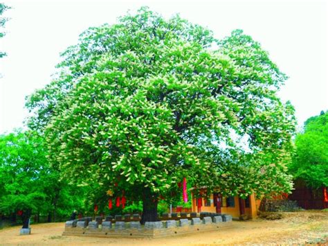 凤眼菩提树能在北方种植吗