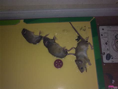 出租房里面竟然有老鼠