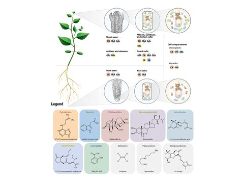 分子结构和生理效应与植物激素