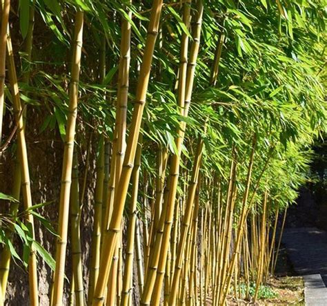 别墅一般栽种什么竹子
