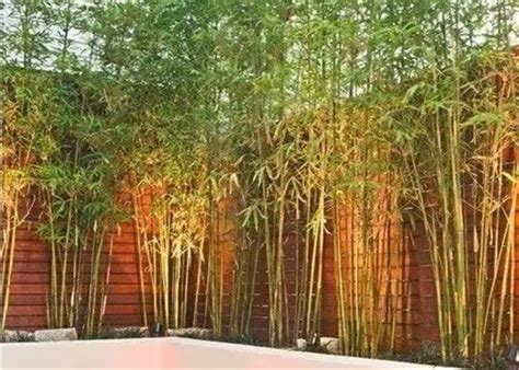 别墅庭院栽植的竹子品种